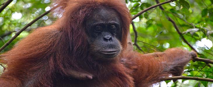 Orangutan Borneo